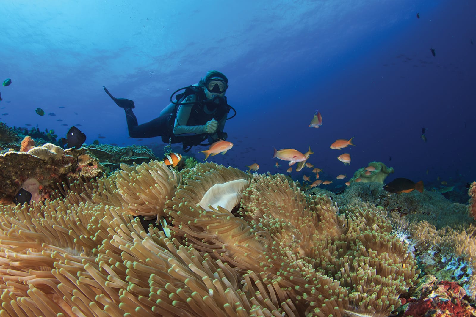 safari island diving